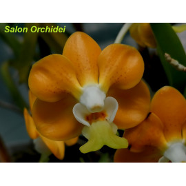 Vanda denisoniana 'Orange'...