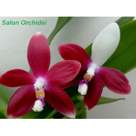 Phalaenopsis speciosa Red (FS)