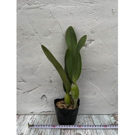 Cattleya Mishima Elf Blue (FS)