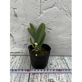 Cattleya Mini Purple var....