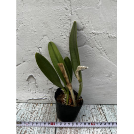 Bc. Aristocrat (glauca x...