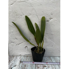 Rlc. Amazing Thailand...