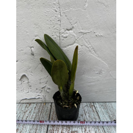 Rth. Smiley Kiss (FS)