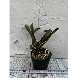 Vandachostylis Pinky...