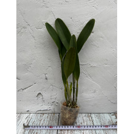 Lc. Puppy Love 'True...