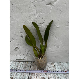 Rlc. Phet Paithoon...