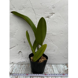 Rlc. Siam City 'Red Bull'...