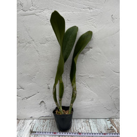 Rlc. Guanmiau Canary (FS)