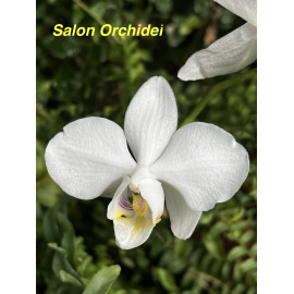 Phalaenopsis amabilis (FS)