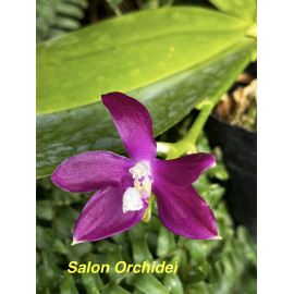 Phalaenopsis speciosa (FS)