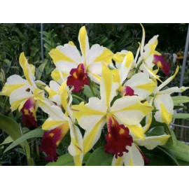 Rth. Fu Shu Glory 'Happy...