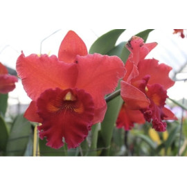 Rlc.Taiwan Chief Wine 'Van...
