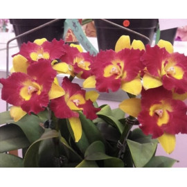 Rth. Qing Ming Beauty (FS)