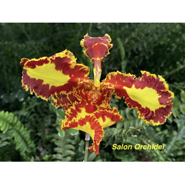 Psychopsis Mariposa  (FS)