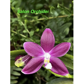 Phalaenopsis speciosa Red (FS)