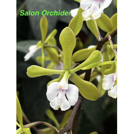 Epicyclia Mabel Kanda (FS)