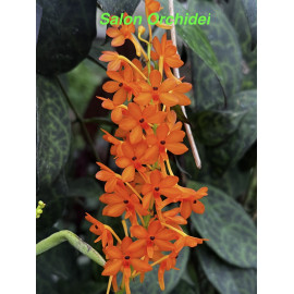 Ascocentrum aurantiacum (FS)