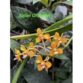 Vanda testacea (FS)