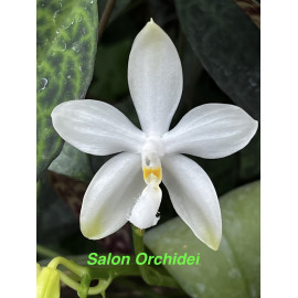 Phalaenopsis tetraspis var....