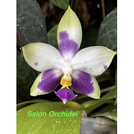 Phalaenopsis violacea Blue...