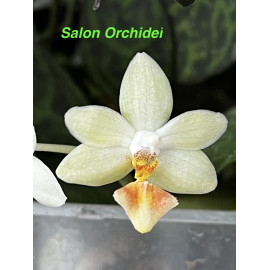 Phalaenopsis floresensis x...