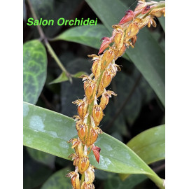 Bulbophyllum careyanum (FS)