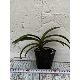 Vandachostylis Pinky...