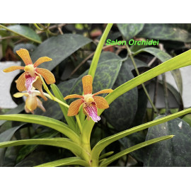 Vanda cristata x Vanda...