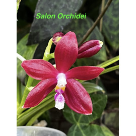 Phalaenopsis speciosa Red (FS)