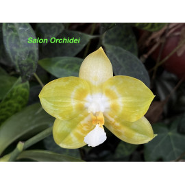 Phalaenopsis Yaphon...