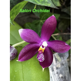 Phalaenopsis Jennifer...