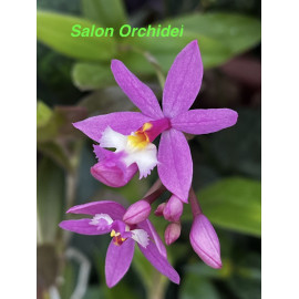 Epidendrum Sister My Love (FS)