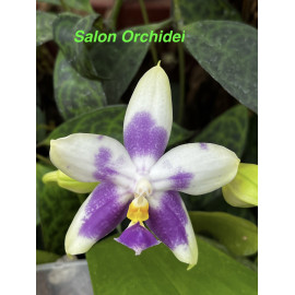Phalaenopsis violacea Blue...