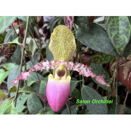 Paphiopedilum dodyanum (FS)