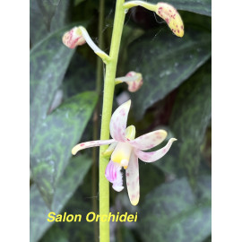 Dipodium paludosum (FS)