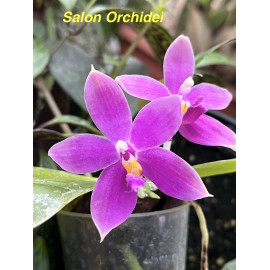 Phalaenopsis speciosa Blue...