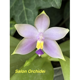 Phalaenopsis mentawaiensis...