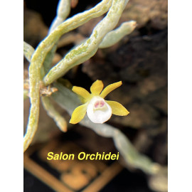 Taeniophyllum obtusum (FS)
