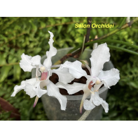 Papilionanthe vandarum (FS)