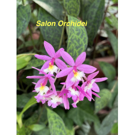 Epidendrum Sister My Love (FS)