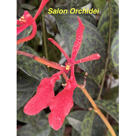 Renanthera Kilauea (FS)