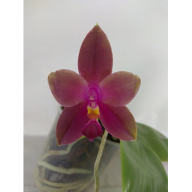 Phalaenopsis Mituo Prince x...