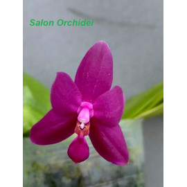 Phalaenopsis violacea Red...