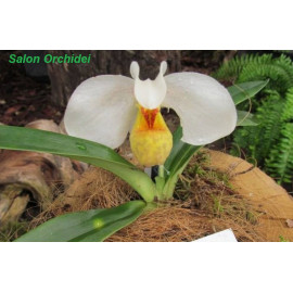 Paphiopedilum emersonii (NFS)
