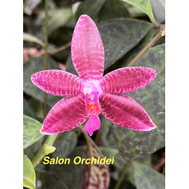 Phalaenopsis maculata x...