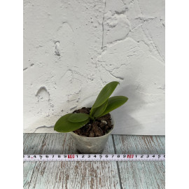 Phalaenopsis Freckle Baby...