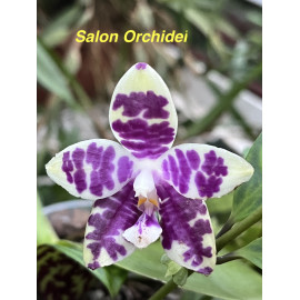 Phalaenopsis Lioulin Blue...