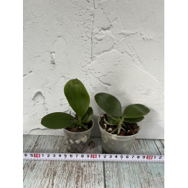 Phalaenopsis zhanhuoana x...