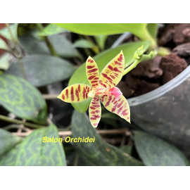 Phalaenopsis Charm...