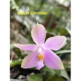 Phalaenopsis mentawaiensis...